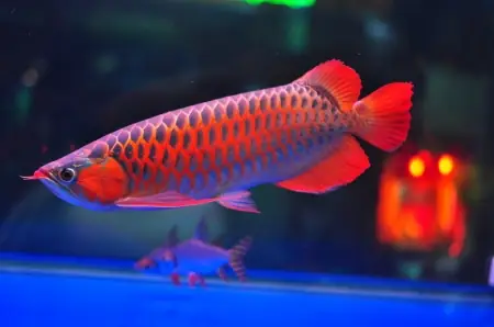 Tiềm Năng Phát Triển Của Ngành Nuôi Cá Rồng Huyết Long Nhỏ
