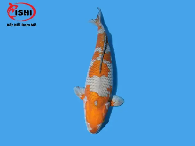 Đặc Điểm Nhận Dạng Cá Koi Ochiba
