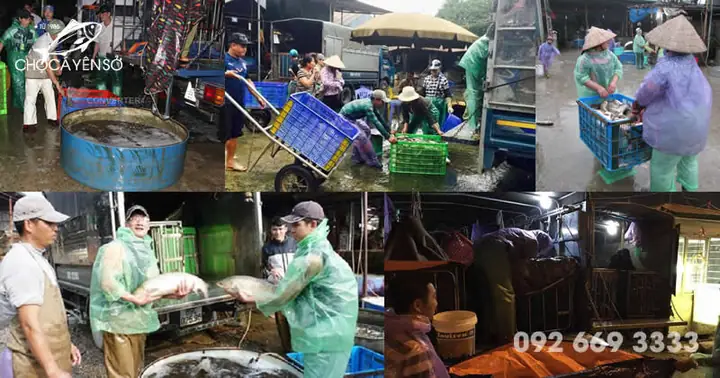 Giá Bán Lẻ Các Loại Cá Lăng Trên Thị Trường? Bao Nhiêu Tiền 1kg Cá Lăng?