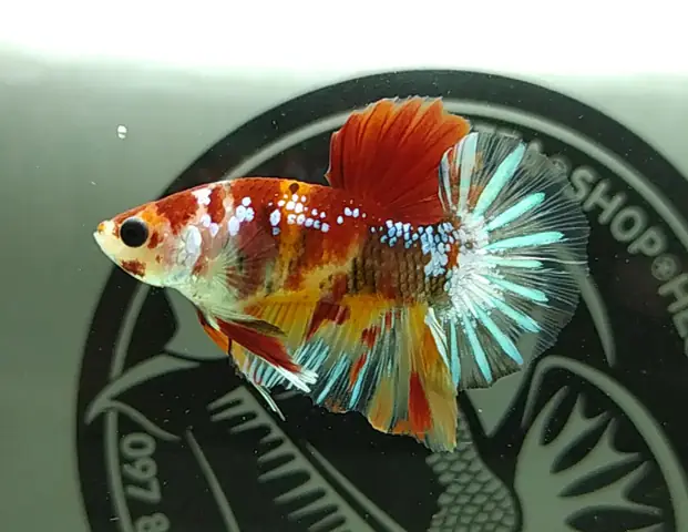 Cá Chọi Cảnh Betta Galaxy