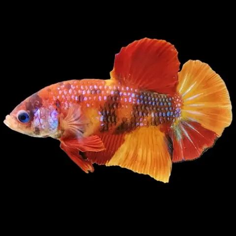 Cá Chọi Cảnh Betta Nemo