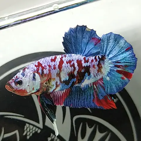 Cá Chọi Betta (xiêm Đá, Xiêm Cảnh, Lia Thia) Giá Bao Nhiêu Tiền Một Con?