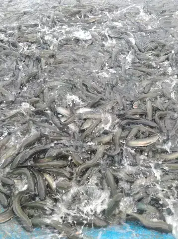An Giang – Thủ Phủ Cá Lóc Nuôi Miền Tây