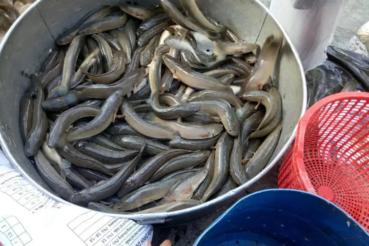 Giá Cá Lóc Nuôi Hôm Nay