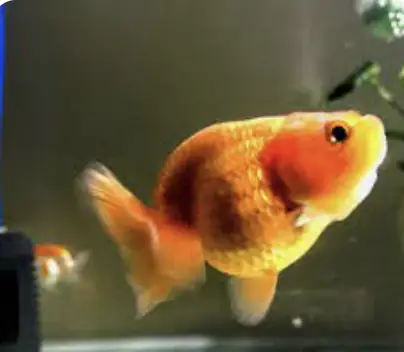 Hình Dáng Độc Đáo Của Cá Ranchu