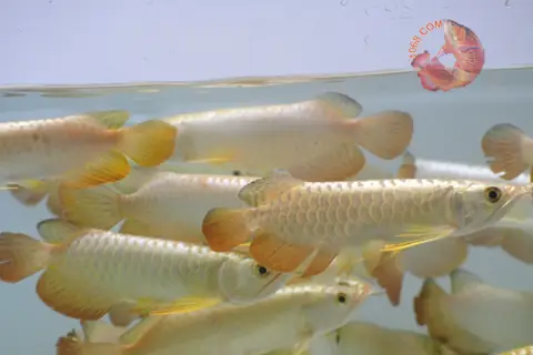 Giá Cá Rồng Kim Long: Cập Nhật Mới Nhất & Hướng Dẫn Chọn Mua