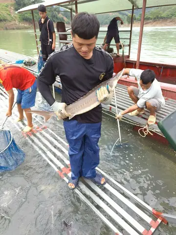 Giá Cá Thịt Giảm Mạnh, Giá Cá Tầm Giống Cũng Lao Dốc