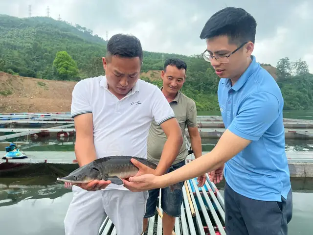 Nhập Nhèm Cá Tầm Trung Quốc Với Cá Tầm Trong Nước, Htx Nuôi Cá "tàu Ngầm" Lớn Nhất Tuyên Quang Đối Mặt Khó Khăn Nhập Nhèm Cá Tầm Trung Quốc Với Cá Tầm Trong Nước, Htx Nuôi Cá "tàu Ngầm" Lớn Nhất Tuyên Quang Đối Mặt Khó Khăn