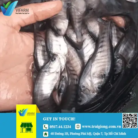 Mua Cá Thác Lác Ở Đâu Uy Tín?