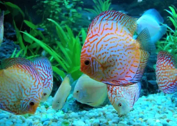 Cá Thần Tiên Altum: Bảng Giá, Kinh Nghiệm Chọn Mua & Chăm Sóc Chuẩn Thủy Sinh