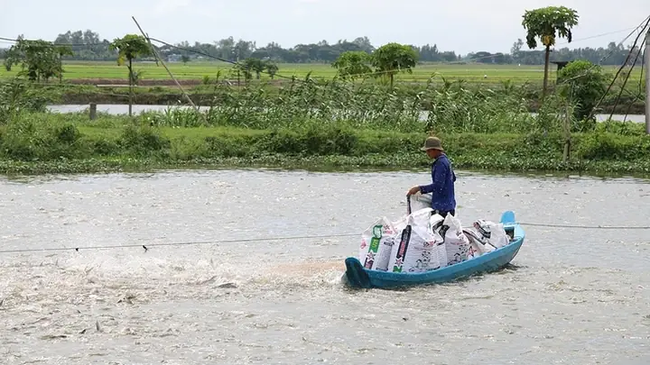 Giá Cá Tra Giống Tăng 'nóng' - Ảnh 1.