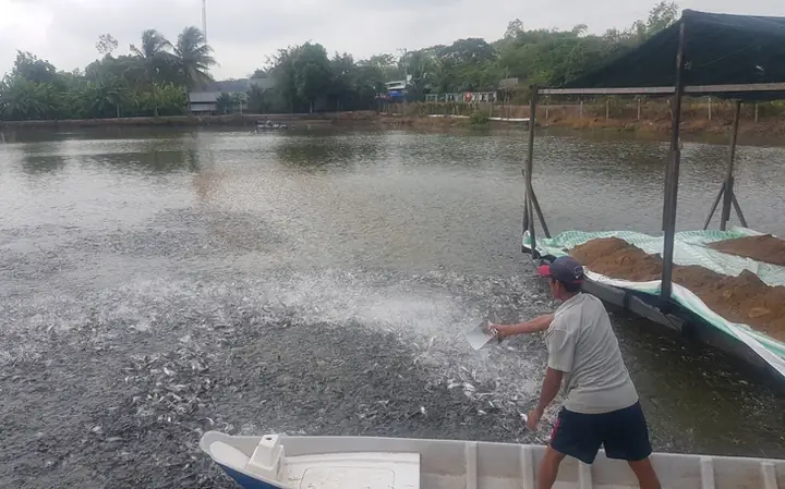 Cá Tra Giống Phụ Thuộc Vào Tư Nhân