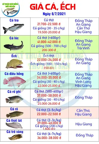 Giá Cá Tra Giống Ở Đồng Tháp Hôm Nay: Cập Nhật Mới Nhất