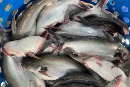 Giá Cá Tra Thịt Hôm Nay