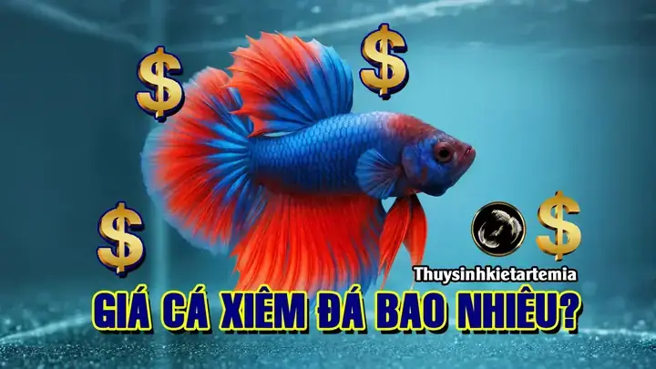 Giá Cá Xiêm Đá Bao Nhiêu? Bảng Giá & Kinh Nghiệm Mua Cá Đẹp 2025