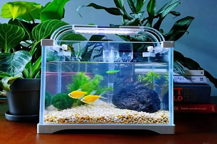 Mua Hồ Kính Nuôi Cá Đẹp, Giá Tốt Ở Đâu Tại Tp Hcm?