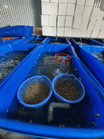 Báo Giá Thùng Nhựa Nuôi Cá 1000l Cập Nhật 2025