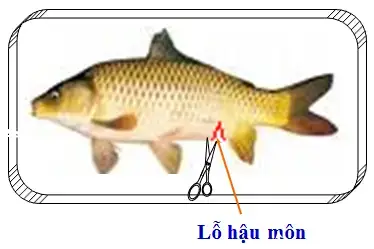 Hệ Cơ Xương: Nền Tảng Vững Chắc Của Cá Chép