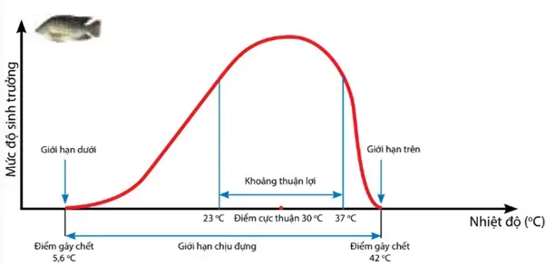 Giới Hạn Sinh Thái: Nền Tảng Cho Sự Sống Của Cá Rô Phi