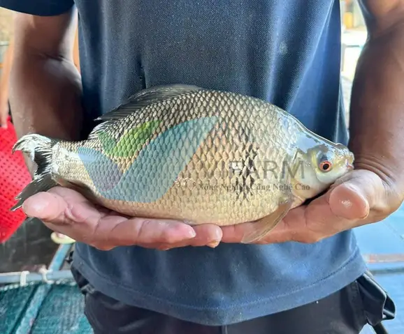 Giống Cá Mè Hôi