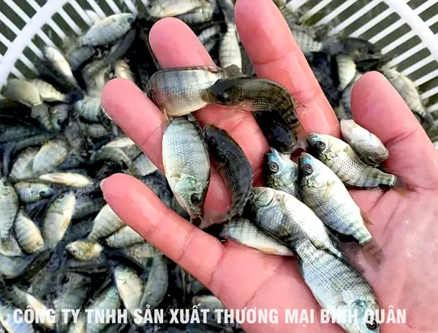 Cá Rô Phi Đơn Tính Nuôi Bao Lâu ?