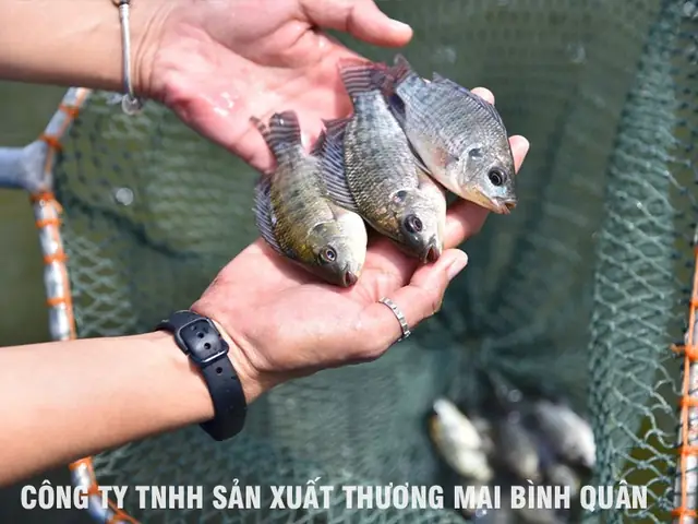 Cá Rô Phi Đơn Tính Nuôi Bao Lâu ? Cá Rô Phi Đơn Tính Nuôi Bao Lâu ?