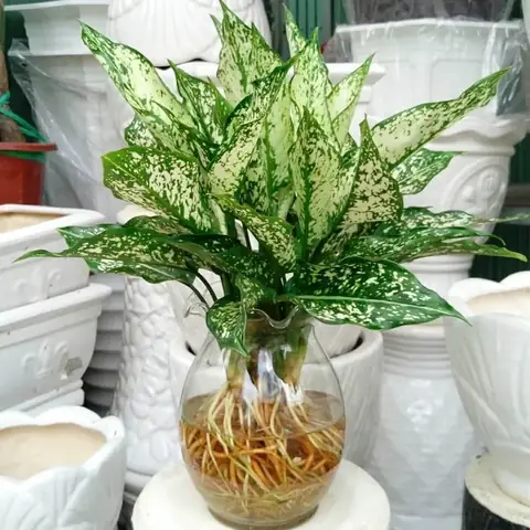 Cây Ngọc Ngân - Cây Thủy Sinh Không Cần Ánh Sáng