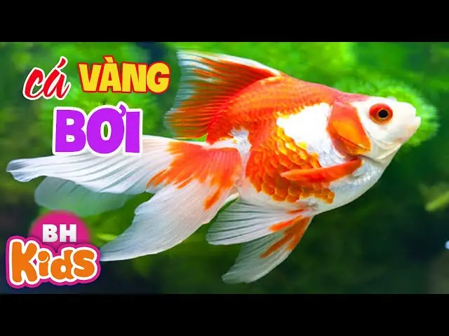 Hai Vây Xinh Xinh Cá Vàng Bơi Trong Bể Nước: Ý Nghĩa, Biểu Tượng Và Cách Chăm Sóc
