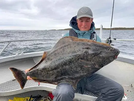 Cá Halibut Là Gì? Khám Phá Loài Cá Bơn Khổng Lồ Từ Đại Dương