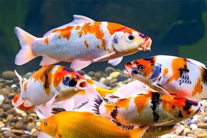 Hướng Dẫn Mua Cá Koi Size Nhỏ Ở Tp.hcm: Bí Mật Chọn Cá Khỏe, Giá Tốt