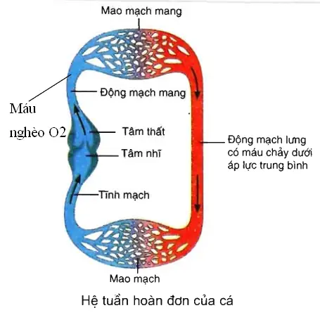 Hệ Tuần Hoàn Đơn Ở Cá: Cấu Tạo, Diễn Biến Và Ý Nghĩa