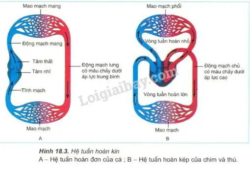 Hệ Tuần Hoàn Đơn Ở Cá: Cấu Tạo, Diễn Biến Và Ý Nghĩa