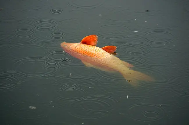 Hiện Tượng Cá Ngoi Lên Mặt Nước