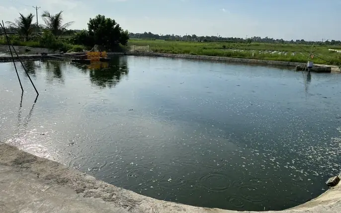 Hình Ảnh Ao Cá: Ý Nghĩa, Phong Thủy Và Những Lưu Ý Khi Trưng Bày