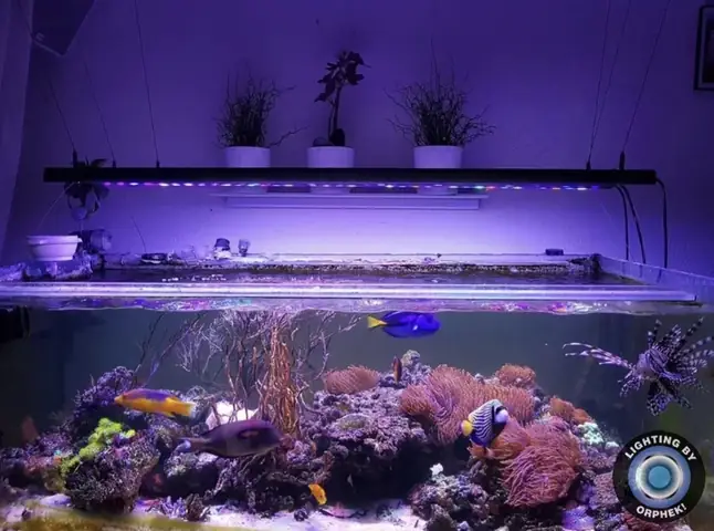 Đèn Led Cho Bể Cá Orphek Atlantik Icon Reef Không Chỉ Làm Cho Bể Của Bạn Trông Đẹp Mà Còn Tự Nó Đẹp.