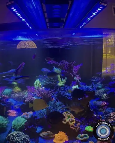 Đèn Led Cho Bể Cá Orphek Atlantik Icon Reef Không Chỉ Làm Cho Bể Của Bạn Trông Đẹp Mà Còn Tự Nó Đẹp.