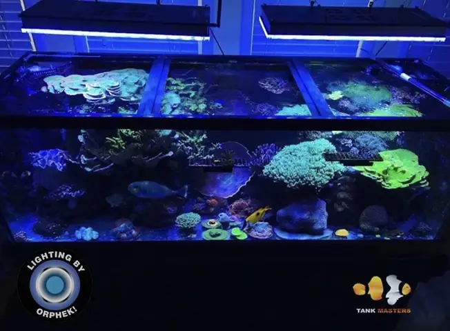 Đèn Led Cho Bể Cá Orphek Atlantik Icon Reef Không Chỉ Làm Cho Bể Của Bạn Trông Đẹp Mà Còn Tự Nó Đẹp.