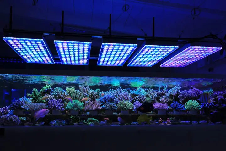 Đèn Led Rạn San Hô Atlantik Cho Trang Trại San Hô