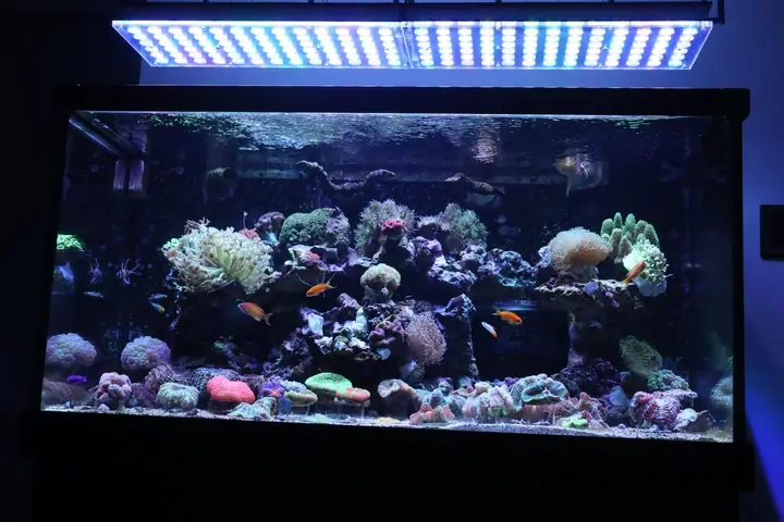 Orphek Atlantik