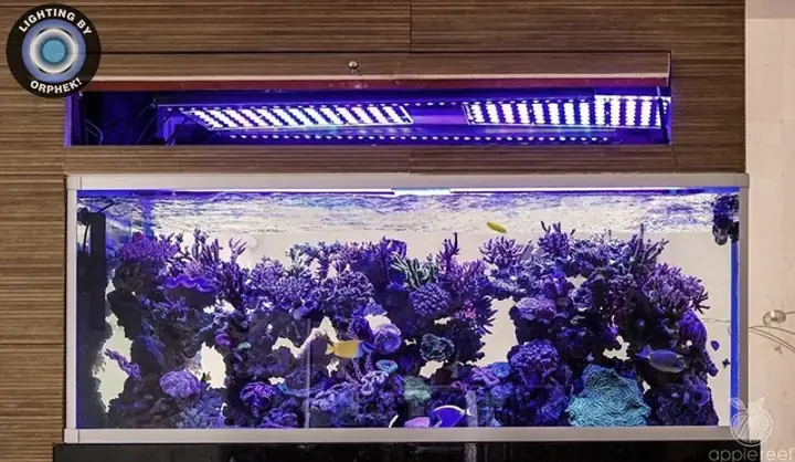 Đèn Led Cho Bể Cá Orphek Atlantik Icon Reef Không Chỉ Làm Cho Bể Của Bạn Trông Đẹp Mà Còn Tự Nó Đẹp.