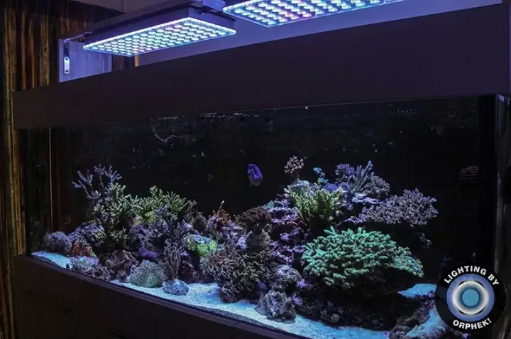 Đèn Led Cho Bể Cá Orphek Atlantik Icon Reef Không Chỉ Làm Cho Bể Của Bạn Trông Đẹp Mà Còn Tự Nó Đẹp.