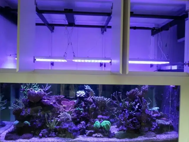 Orphek Atlantik