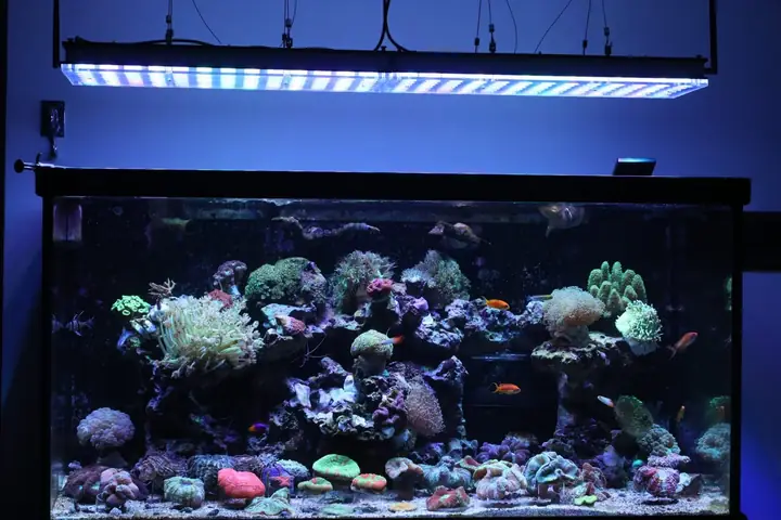Orphek Atlantik
