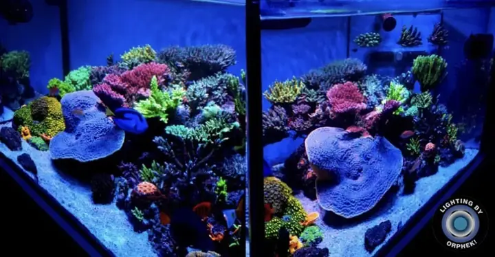 Đèn Led Cho Bể Cá Orphek Atlantik Icon Reef Không Chỉ Làm Cho Bể Của Bạn Trông Đẹp Mà Còn Tự Nó Đẹp.