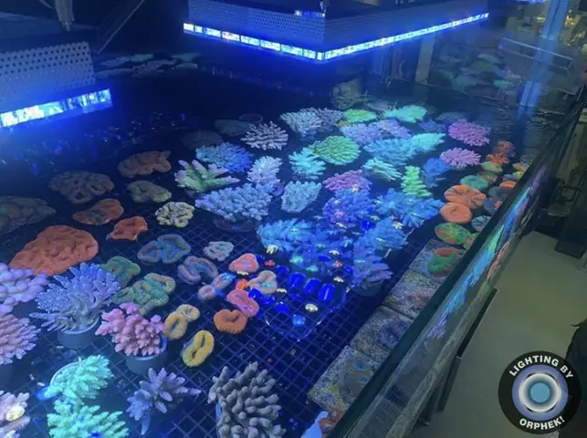 Đèn Led Cho Bể Cá Orphek Atlantik Icon Reef Không Chỉ Làm Cho Bể Của Bạn Trông Đẹp Mà Còn Tự Nó Đẹp.