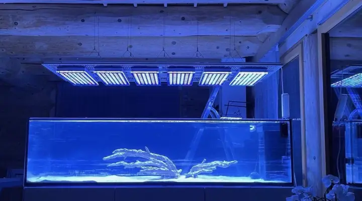 Bố Cục Led Hồ Cá Rạn San Hô Tuyệt Vời Của Orphek