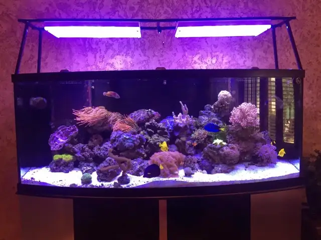 Orphek Atlantik