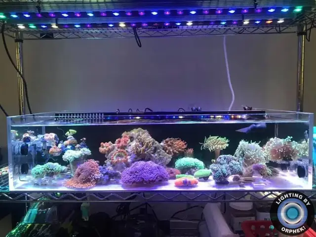 Đèn Led Cho Bể Cá Orphek Atlantik Icon Reef Không Chỉ Làm Cho Bể Của Bạn Trông Đẹp Mà Còn Tự Nó Đẹp.