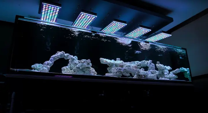 Bố Cục Led Hồ Cá Rạn San Hô Tuyệt Vời Của Orphek