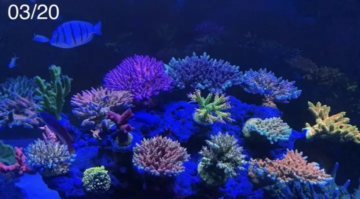 Đèn Led Cho Bể Cá Orphek Atlantik Icon Reef Không Chỉ Làm Cho Bể Của Bạn Trông Đẹp Mà Còn Tự Nó Đẹp.